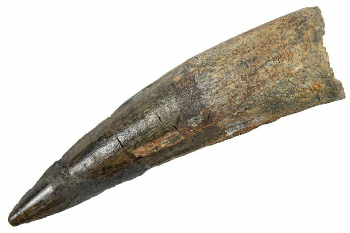 Fossil Spinosaurus Tooth - Real Dinosaur Tooth #345929